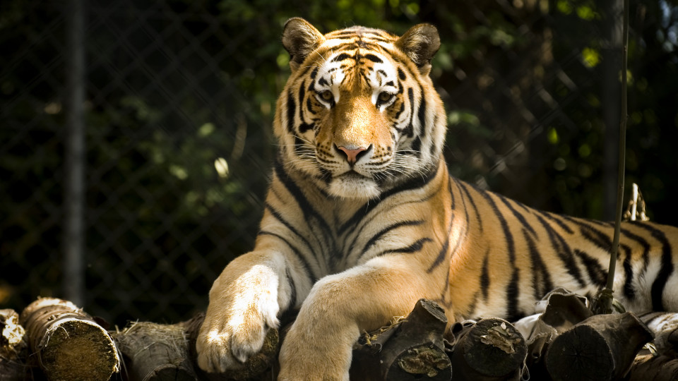 Tigres continuam ameaçados de extinção, mas são mais do que se pensava