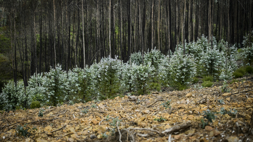 Tejo: Alterações climáticas vão tornar cultivo do eucalipto impraticável