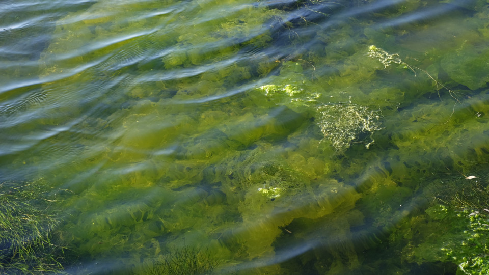 Investigadores estudam benefícios das algas na regeneração da pele