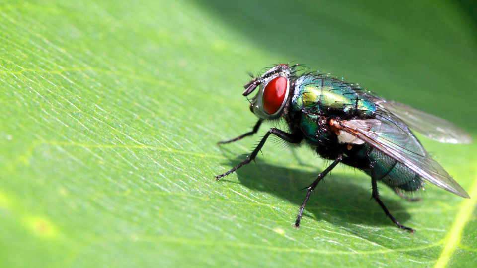Larvas de mosca substituem antibióticos no tratamento de feridas crónicas
