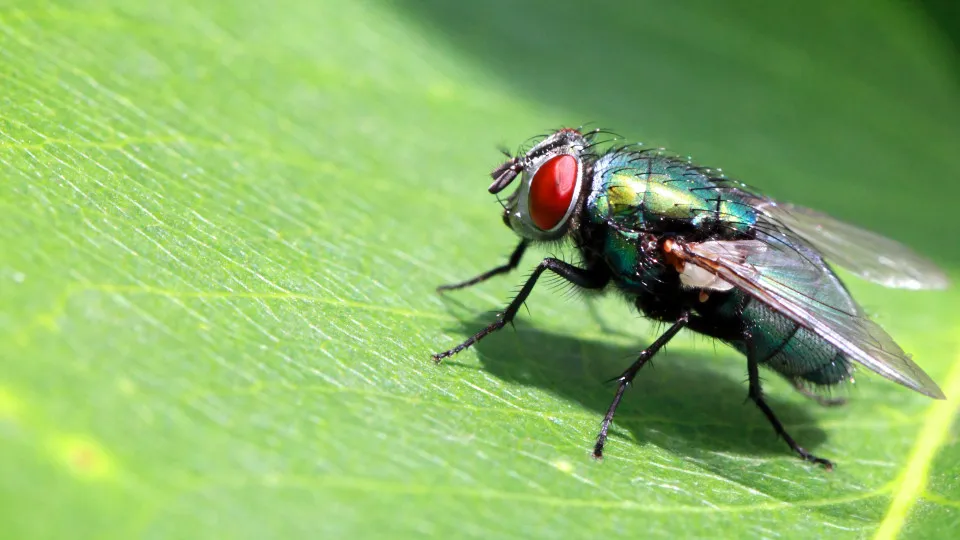 Mosca da fruta: Saiba como dizer adeus a esta praga