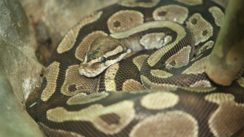 No Dia Mundial da Serpente, conheça uma das maiores do mundo