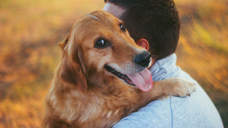 Atenção, os cães podem transmitir esta doença aos humanos