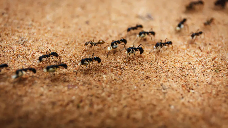 SABIA QUE as formigas comunicam entre si através de um protocolo?