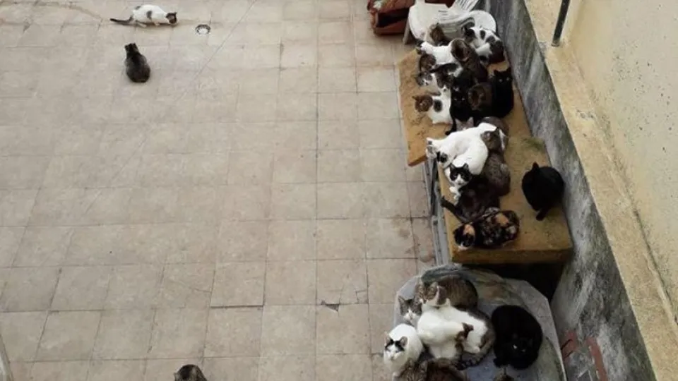Casal de idosos vivia com 54 gatos em "fracas condições de bem-estar"