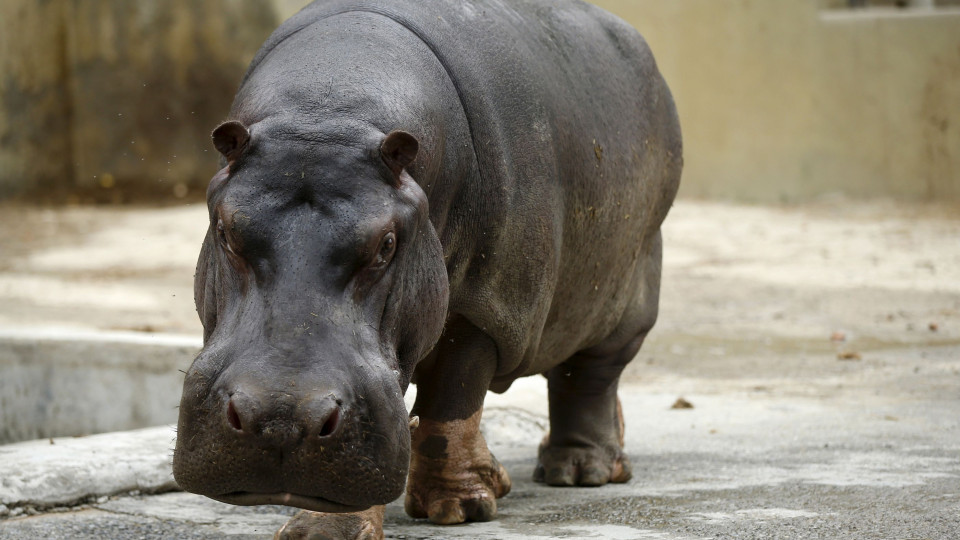 Zoo da Bélgica diz ter detetado primeiros casos de infeção em hipopótamos