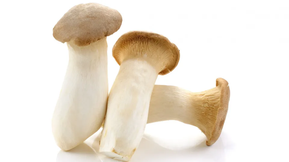 Entenda o motivo bizarro pelo qual o pénis tem forma de ‘cogumelo’