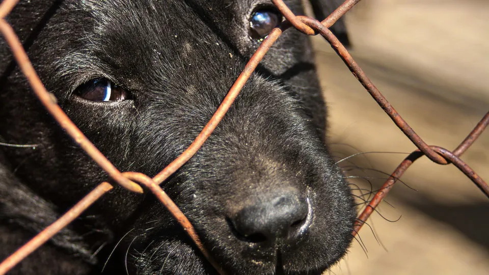 Quais são os países que oferecem mais qualidade de vida aos animais?