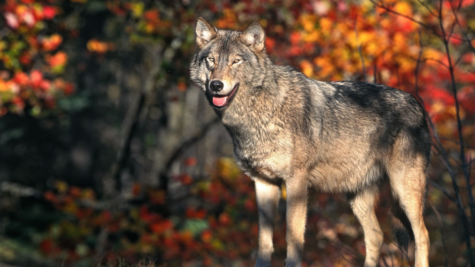 Paredes de Coura abre Casa para equilibrar conflito entre homem e lobo