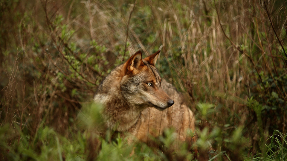 Só na região Norte há 300 lobos ibéricos, um "predador de topo"