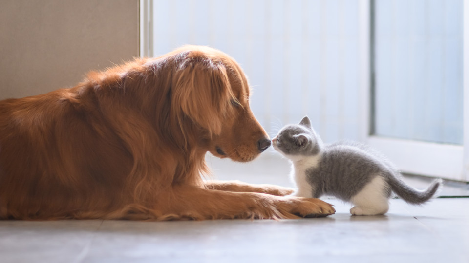 Cuidar, proteger e tratar: Os 3 deveres essenciais dos tutores de animais