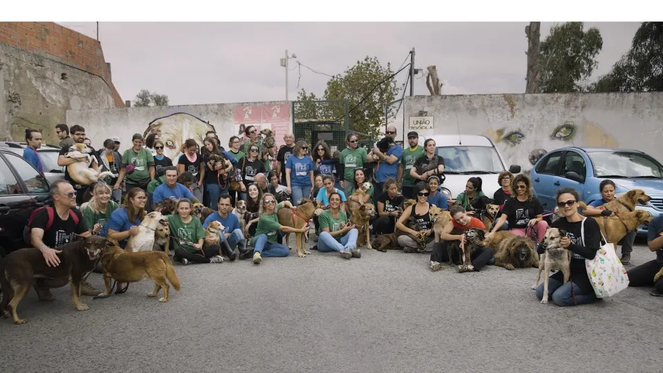 O "obrigada" da União Zoófila, desta vez em vídeo