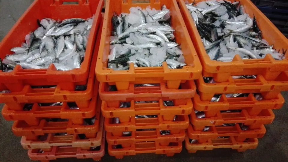 Mais de 200 quilos de sardinha apreendida em Murtosa
