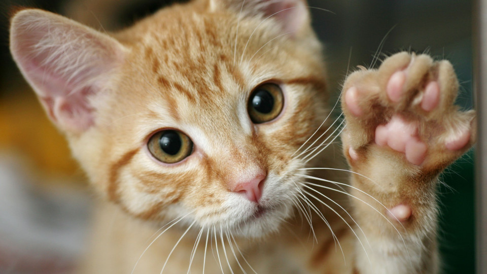 SABIA QUE alguns gatos de rua tem a orelha esquerda cortada?