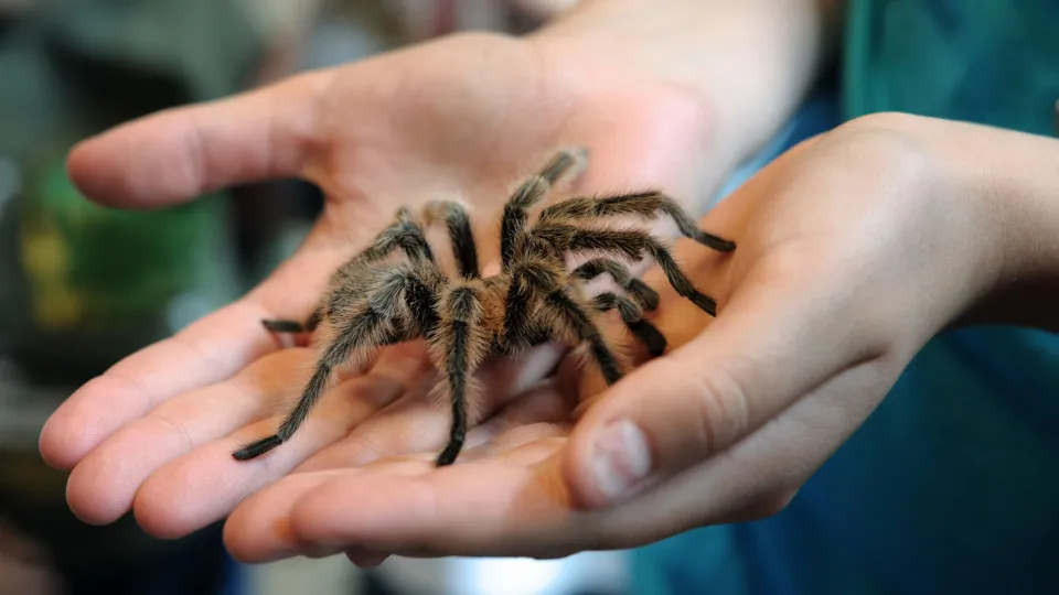 Sim, o leite de aranha é mais nutritivo do que o de vaca... o que diz?