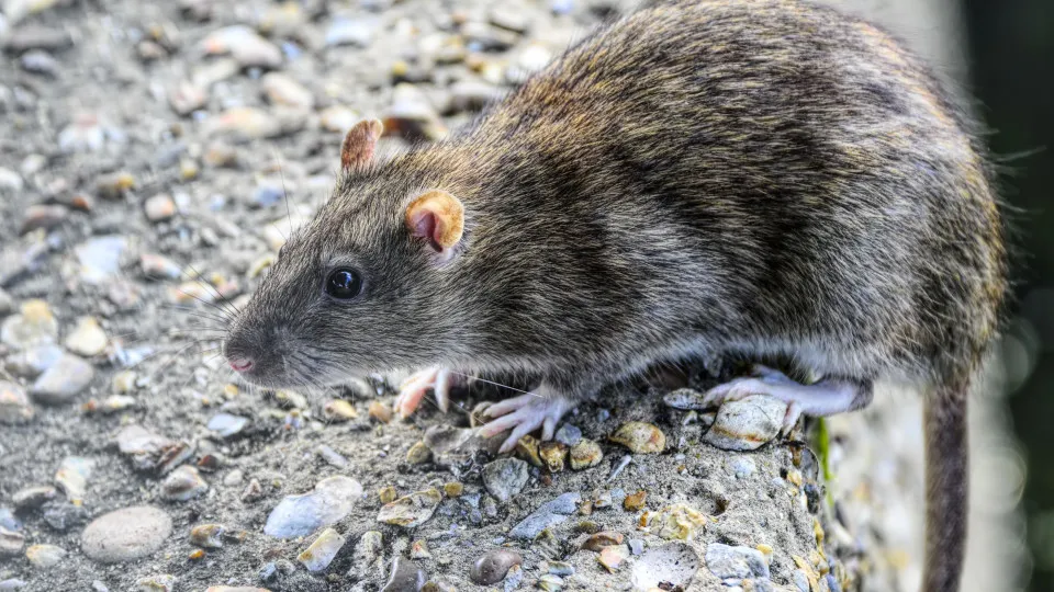Nova Iorque quer contratar um 'czar' dos ratos (e vai pagar muito bem)
