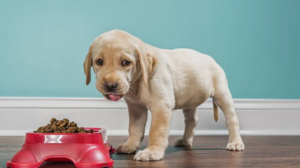 O seu animal de estimação é especial? Dê-lhe alimentos que também o sejam