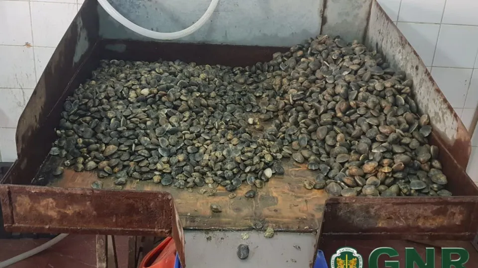 GNR apreende uma tonelada de amêijoa-japonesa e 600 quilos de pé-de-burro