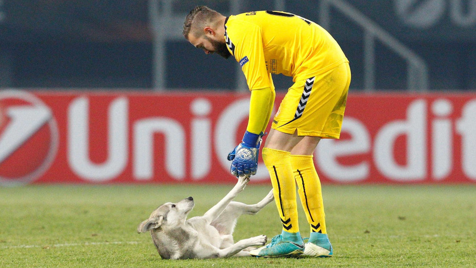 Os cães também vão ao futebol... e com indumentária a rigor