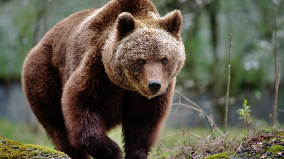 População de ursos está a aumentar nos Pirinéus: "É um recorde!"