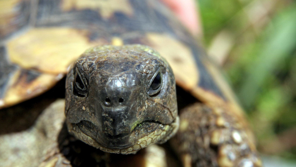 Detido português por ter 79 tartarugas de espécie protegida em cativeiro