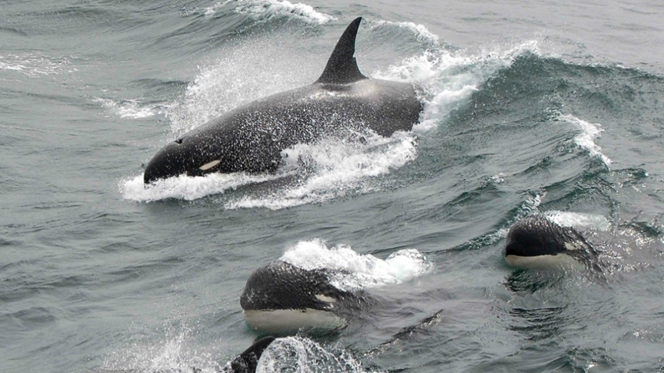 Vai navegar? Então assista ao workshop 'Interação com Orcas'