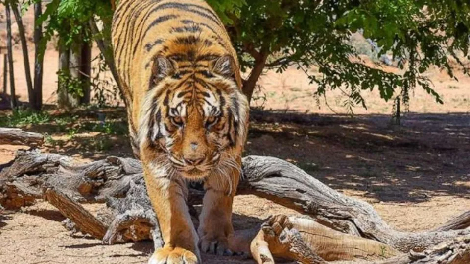 Diretor de parque atacado por tigre no Texas