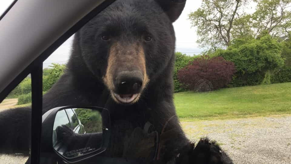 Mulher apanha susto quando urso pardo tenta entrar no carro nos EUA