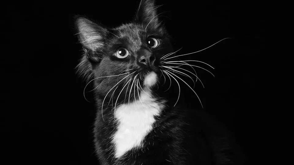 Fotografa cães e gatos pretos para acabar com mitos e promover a adoção