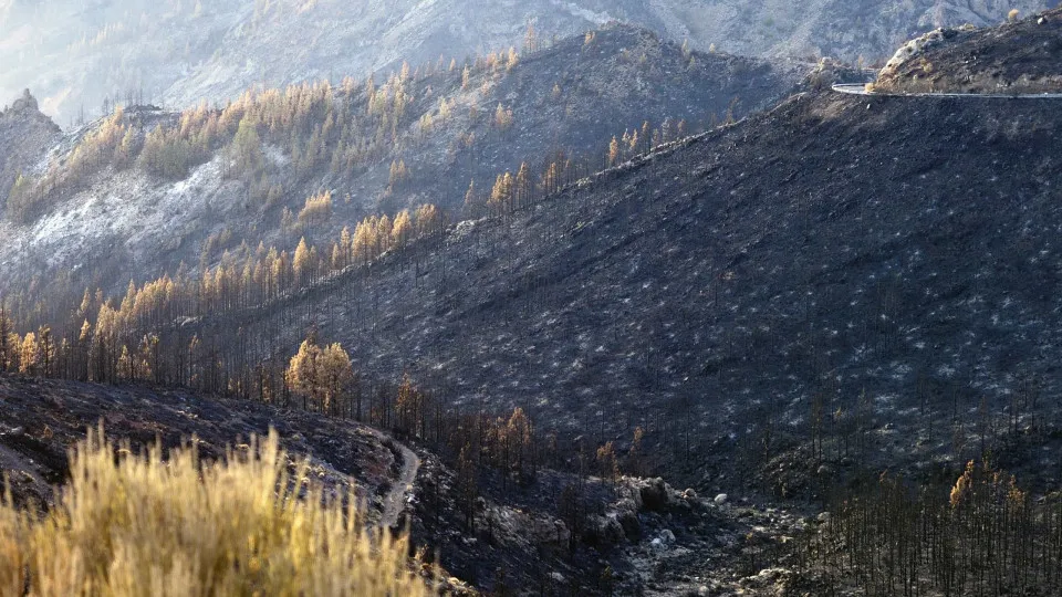 Incêndios: Governo admite avançar com valor mínimo para madeira ardida