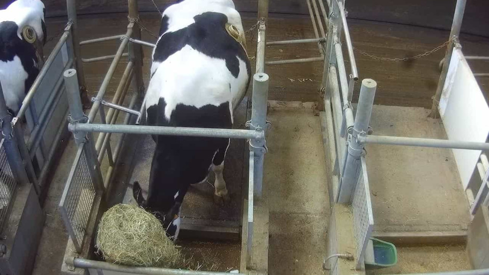 Vacas com 'buracos' na barriga captadas em vídeo oculto em França