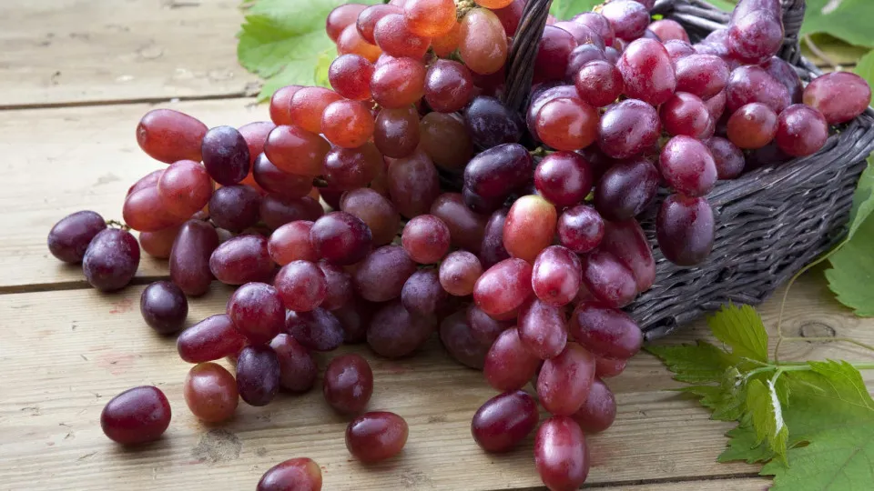 Como as uvas podem retardar o envelhecimento e promover a longevidade