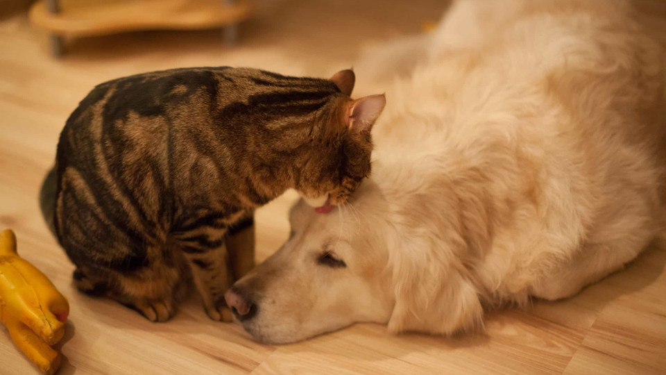 With cancer, Maria sleeps in her car to shelter 110 dogs and cats at home