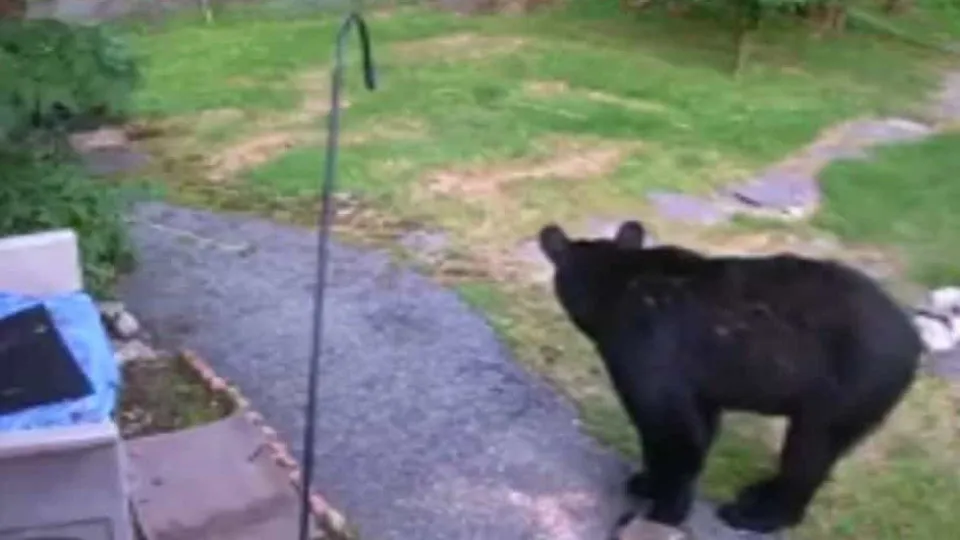 Cão valente afugenta urso de quintal do vizinho em New Jersey