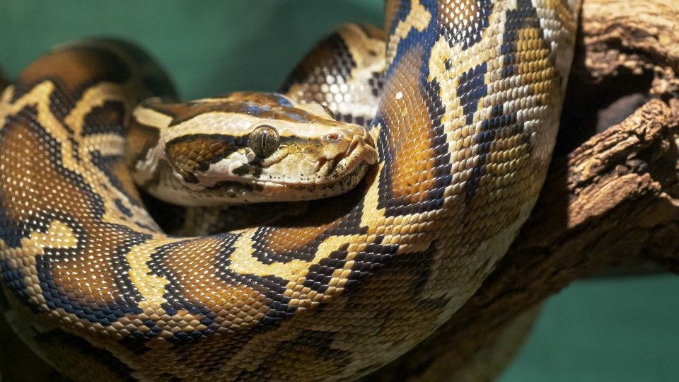 Pitão fotografada a comer crocodilo inteiro na Austrália