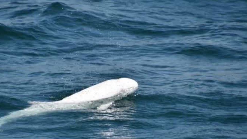 Golfinho boto-branco ibérico tem visitado as praias do Porto e Matosinhos