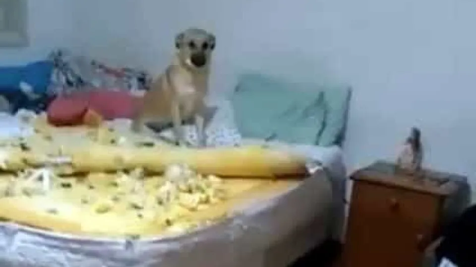 Este cão destruiu o colchão da dona mas após ficar viral 'redimiu-se'