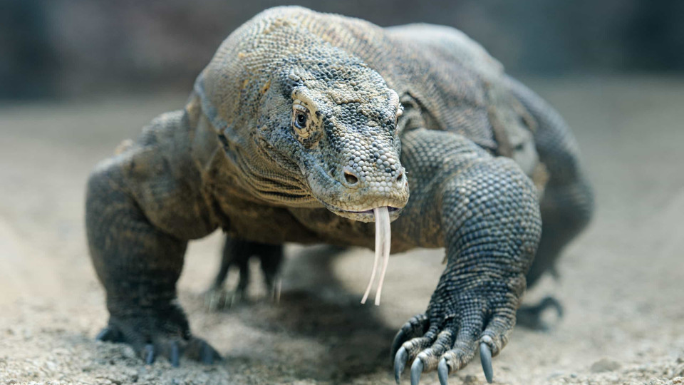 Dragão-de-komodo na lista de espécies em risco de extinção