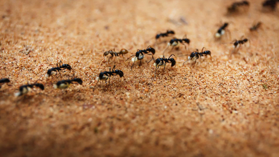 "Não podemos pôr os pés na rua": Cidade francesa invadida por formigas