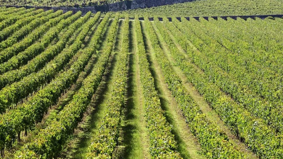 Comissão de Viticultura da Região dos Vinhos Verdes