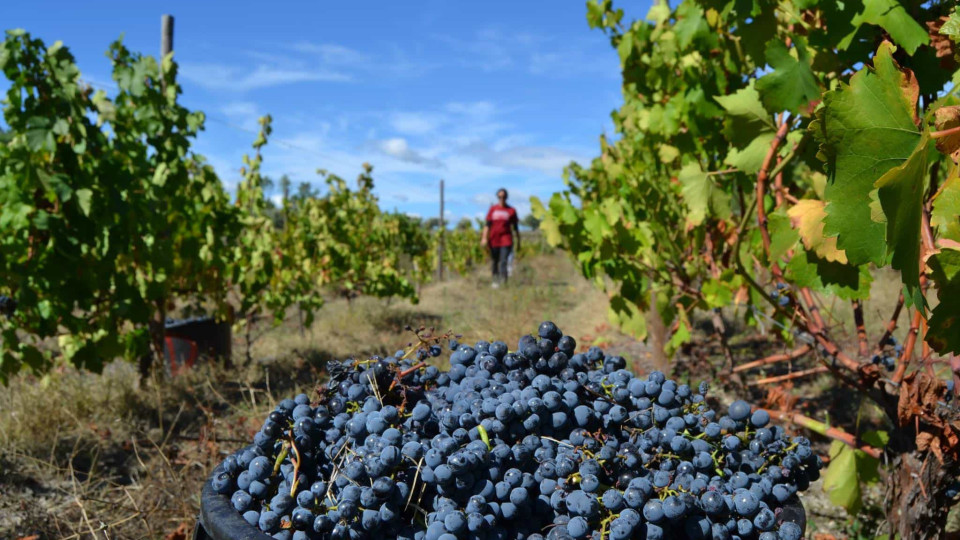 Tinto Allgo Touriga Nacional de 2016 conquista 'Melhor Vinho do Dão'