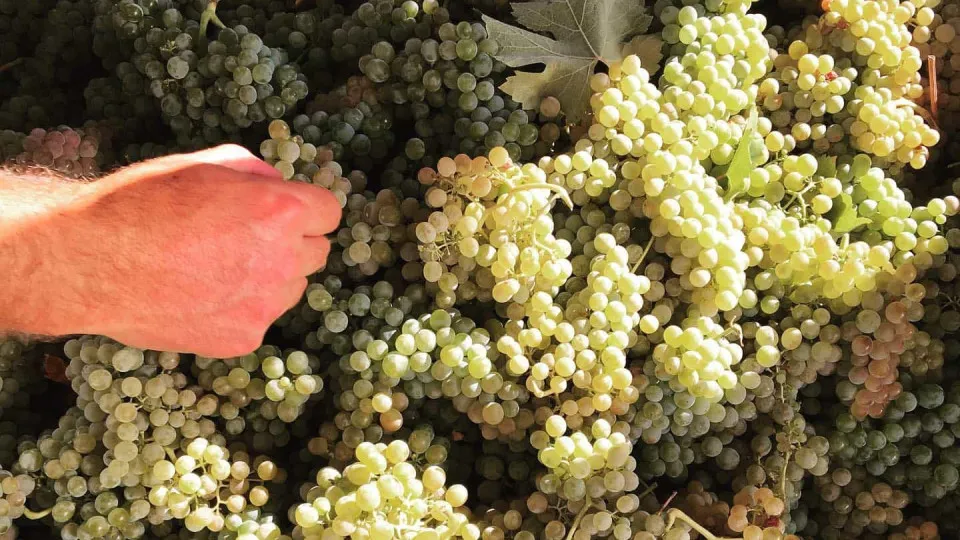 ASAE e Vinhos Verdes, do Douro e do Porto controlam autenticidade das uvas