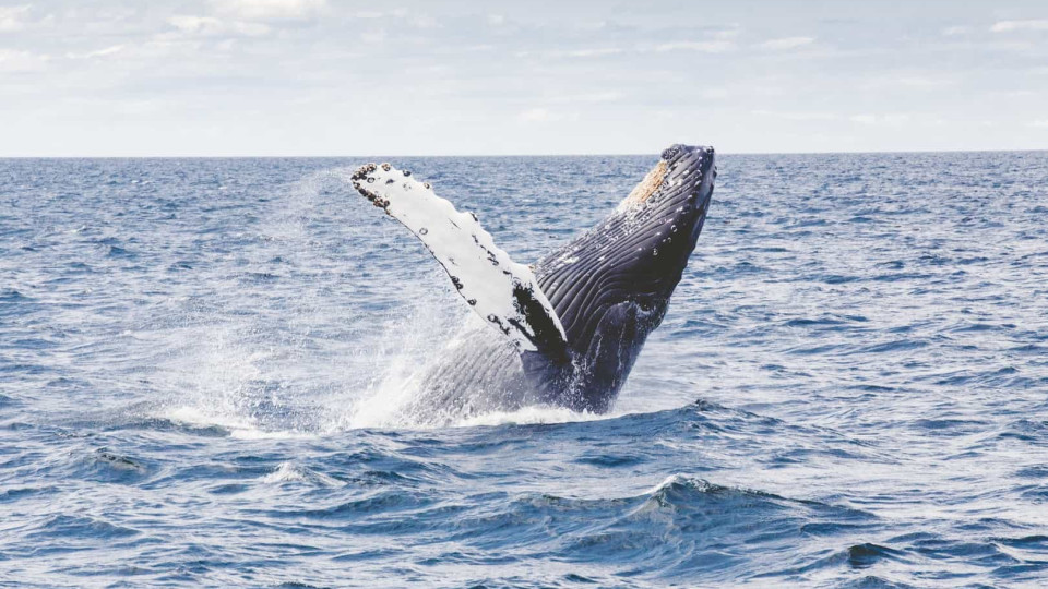 Baleia sem vida volta a dar à costa no Algarve