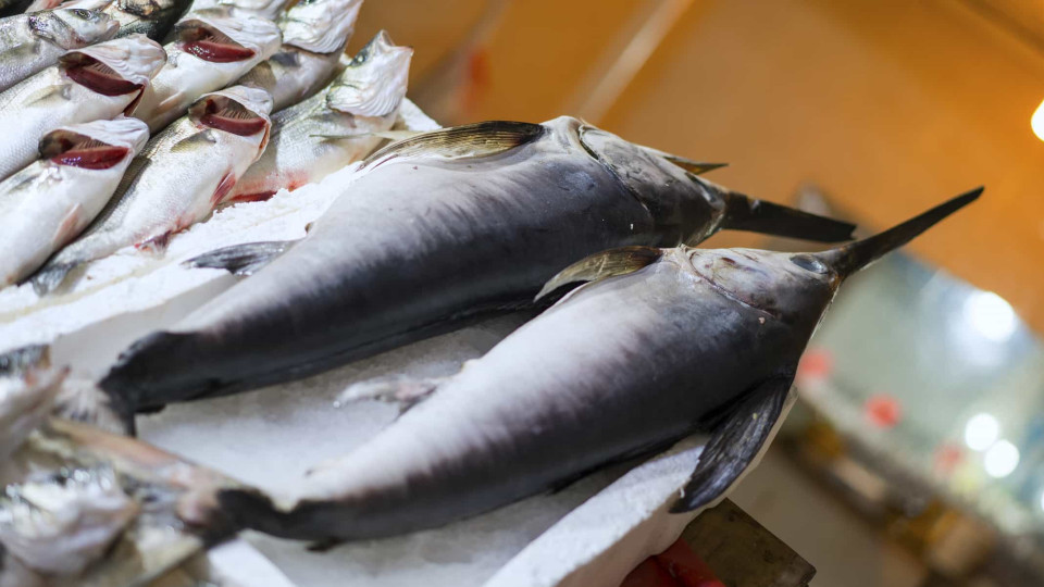 Pesca de espadarte no Atlântico Norte proibida a partir de agosto
