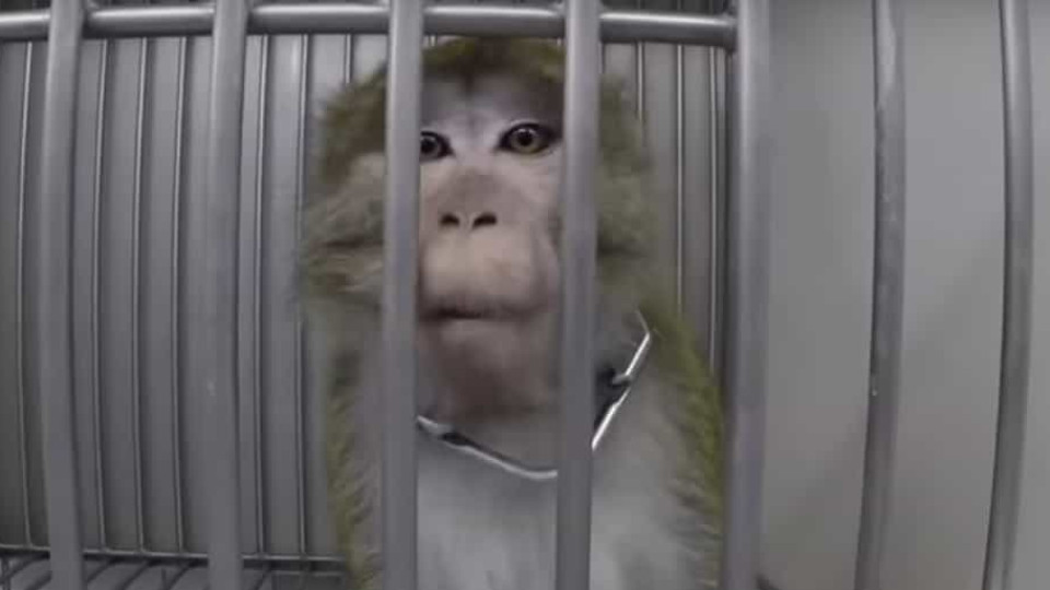 Macacos em jaulas e cães ensanguentados. Ativista expõe laboratório 