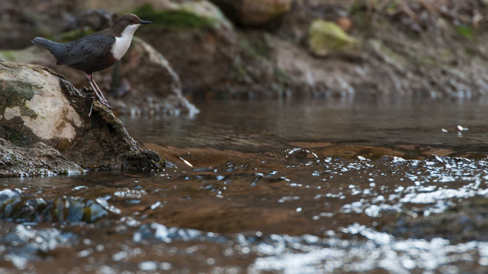 BE acusa cerâmica CINCA de poluir ribeiras de Fiães