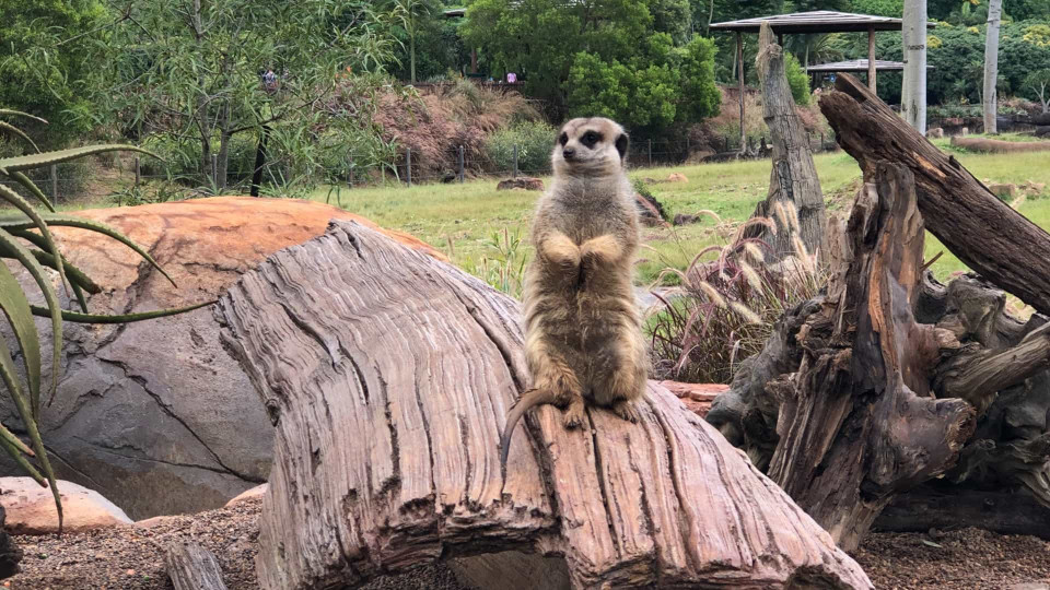 As suricatas são os animais mais mortíferos do planeta