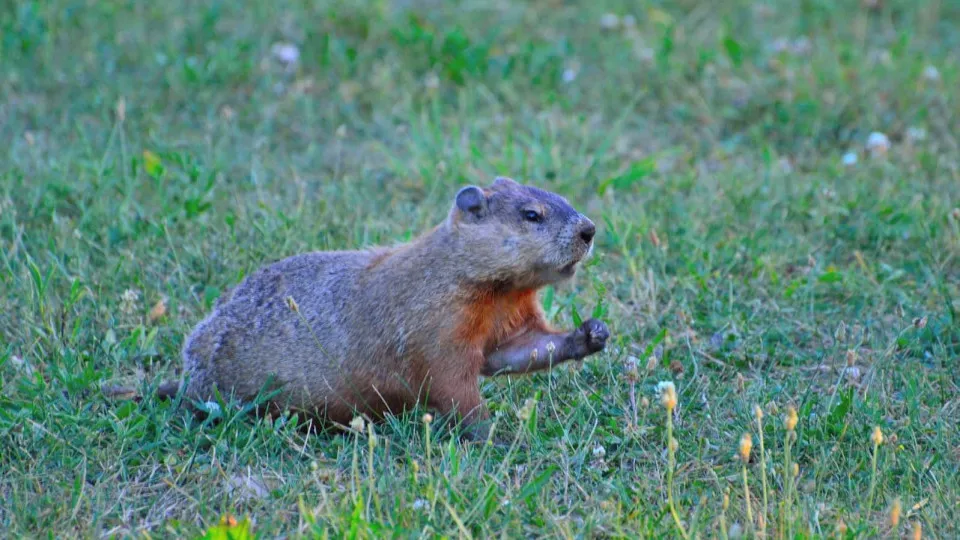 Peste bubónica na Mongólia após homem caçar e comer marmota selvagem