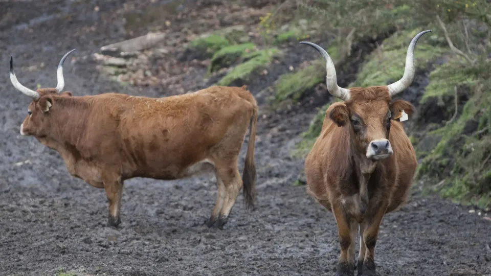 Carne de vaca de raça Cachena arrecada dois prémios em 2019