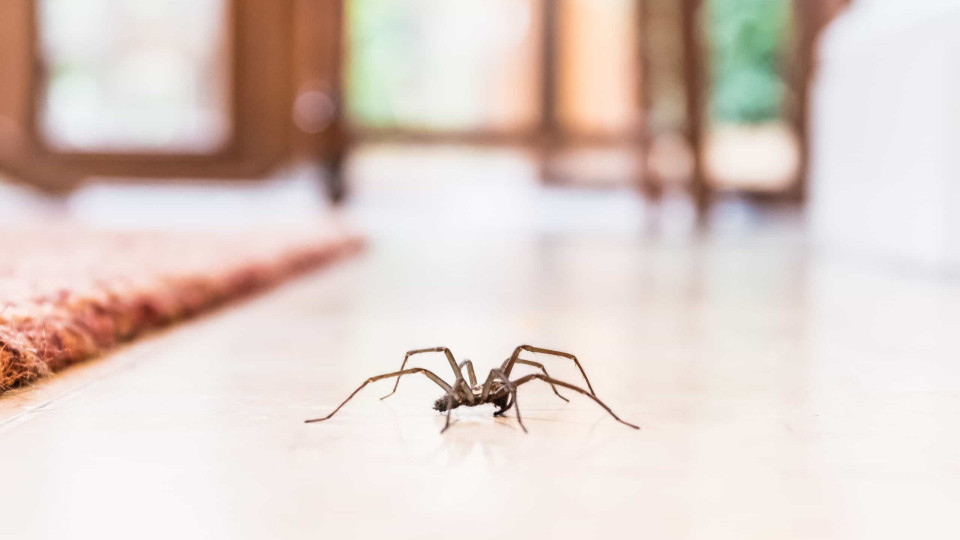 Dicas que vão ajudá-lo a manter as aranhas longe de sua casa